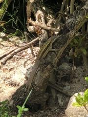 Leiocephalus psammodromus