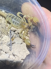 Anuroctonus phaiodactylus