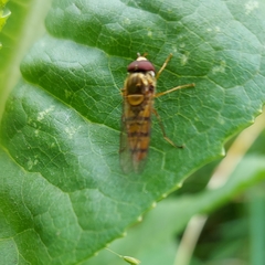Episyrphus balteatus