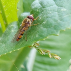 Episyrphus balteatus