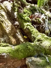 Abronia taeniata