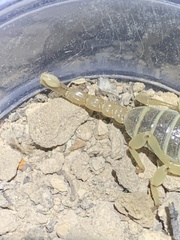 Anuroctonus phaiodactylus