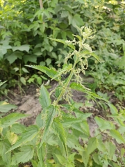 Urtica dioica