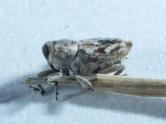Cylindrocopturus