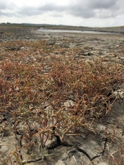 Petrosimonia oppositifolia