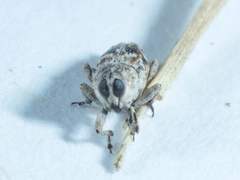 Cylindrocopturus