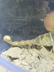 Anuroctonus phaiodactylus