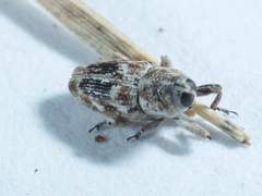 Cylindrocopturus