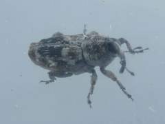 Cylindrocopturus