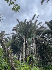 Raphia australis