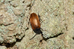 Pseudocistela ceramboides