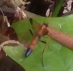 Ctenochares bicolorus