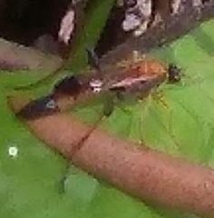 Ctenochares bicolorus