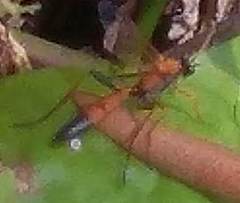 Ctenochares bicolorus