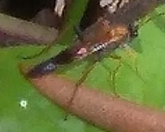 Ctenochares bicolorus