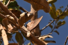 Charaxes