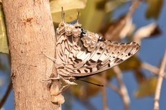 Charaxes achaemenes achaemenes