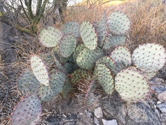 Opuntia gosseliniana