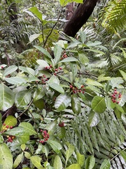 Psychotria capensis capensis