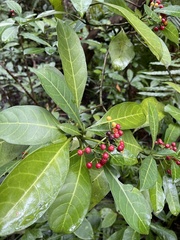 Psychotria capensis capensis