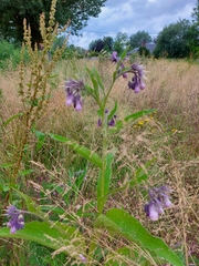 Symphytum officinale