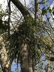 Encyclia nematocaulon