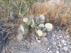 Opuntia gosseliniana