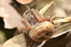 Neoscona rufipalpis