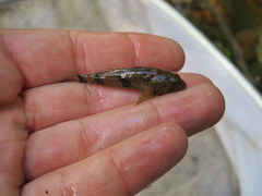 Cottus carolinae