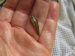 Etheostoma crossopterum