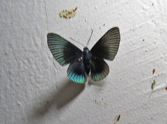 Lyropteryx apollonia