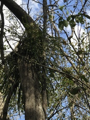 Encyclia nematocaulon