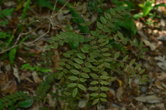 Indigofera venulosa