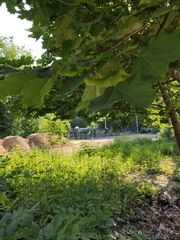 Acer platanoides