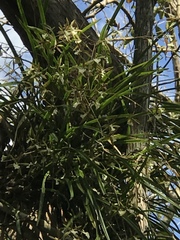 Encyclia nematocaulon