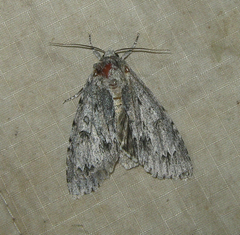Acronicta americana