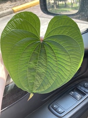 Dioscorea bulbifera