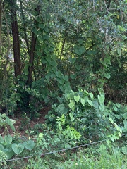 Dioscorea bulbifera