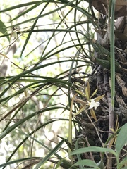 Encyclia nematocaulon