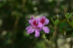 Rhododendron breviperulatum