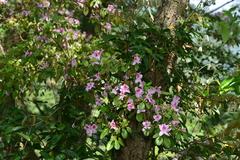 Rhododendron breviperulatum