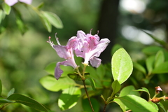Rhododendron breviperulatum