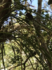 Encyclia nematocaulon