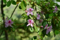 Rhododendron breviperulatum