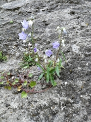 Campanula