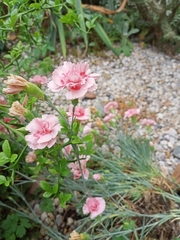 Dianthus plumarius