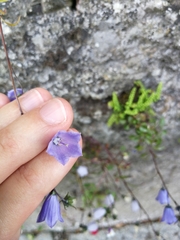 Campanula