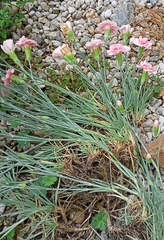 Dianthus plumarius