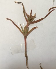 Petrosimonia oppositifolia