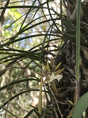 Encyclia nematocaulon